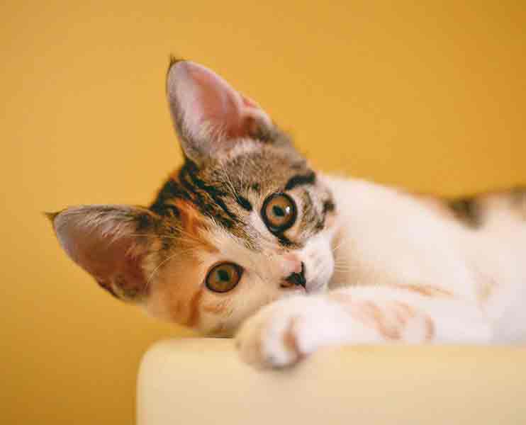 A white, orange, and brown tabby kitten with gold eyes looks at the viewer while laying down on a light yellow surface in front of a gold background.