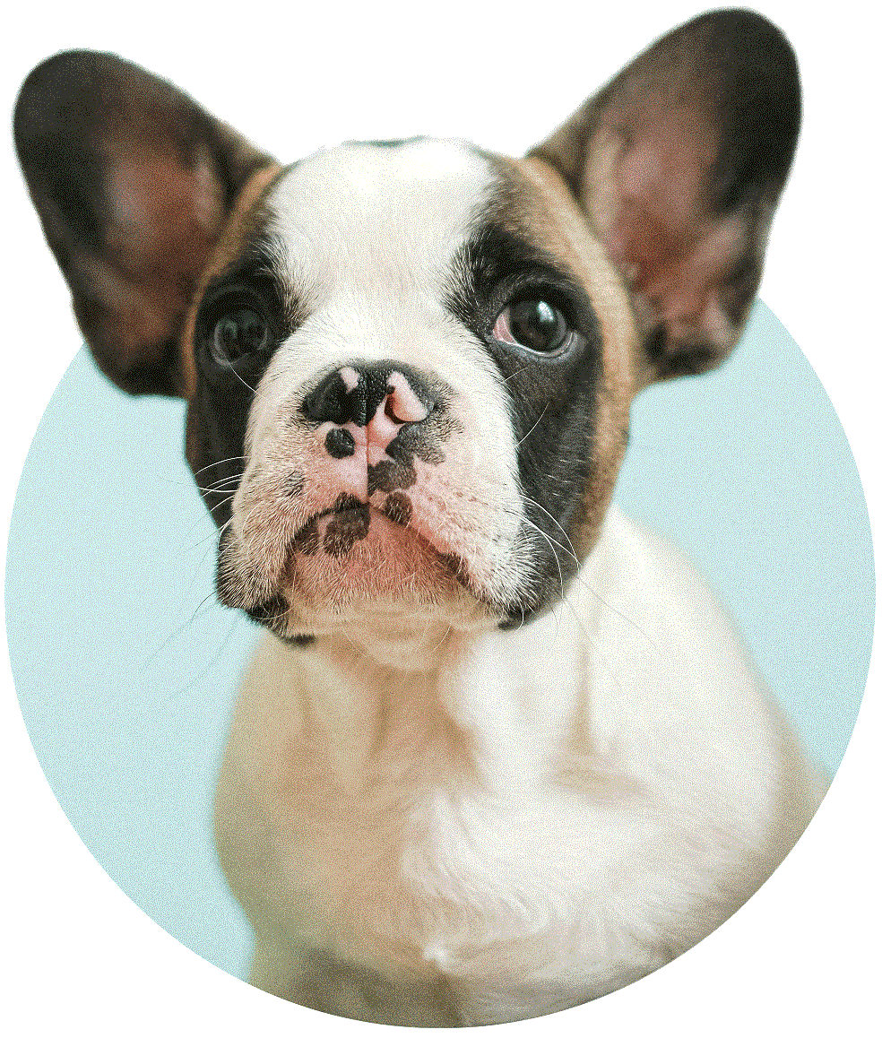 A brown and white French bulldog puppy looks up at the viewer from a light turqouise circle.
