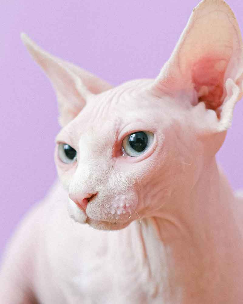 A white sphinx, or hairless, cat with blue eyes looks off to the left side from a light violet background.