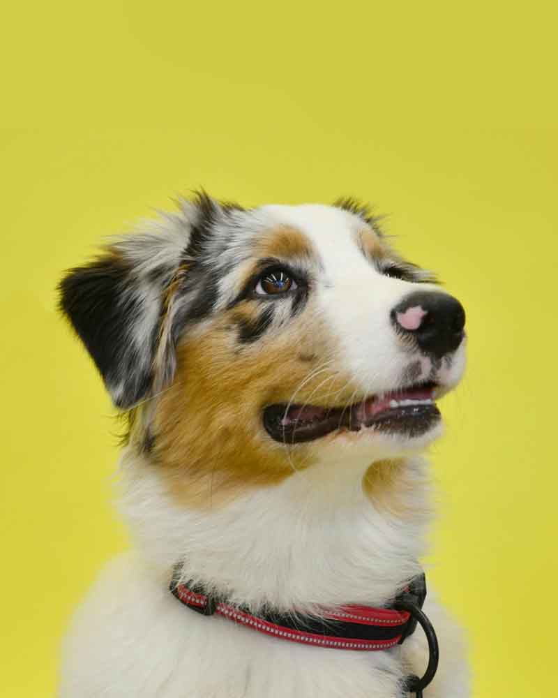 A black, gray, white, and orange Australian Shepherd looks excitedly up from a bright yellow background.