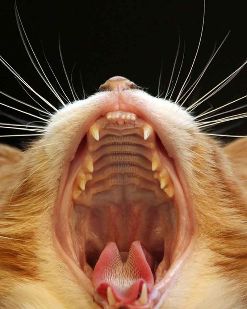 An orange and white longhaired cat yawns widely, exposing his teeth and tongue.
