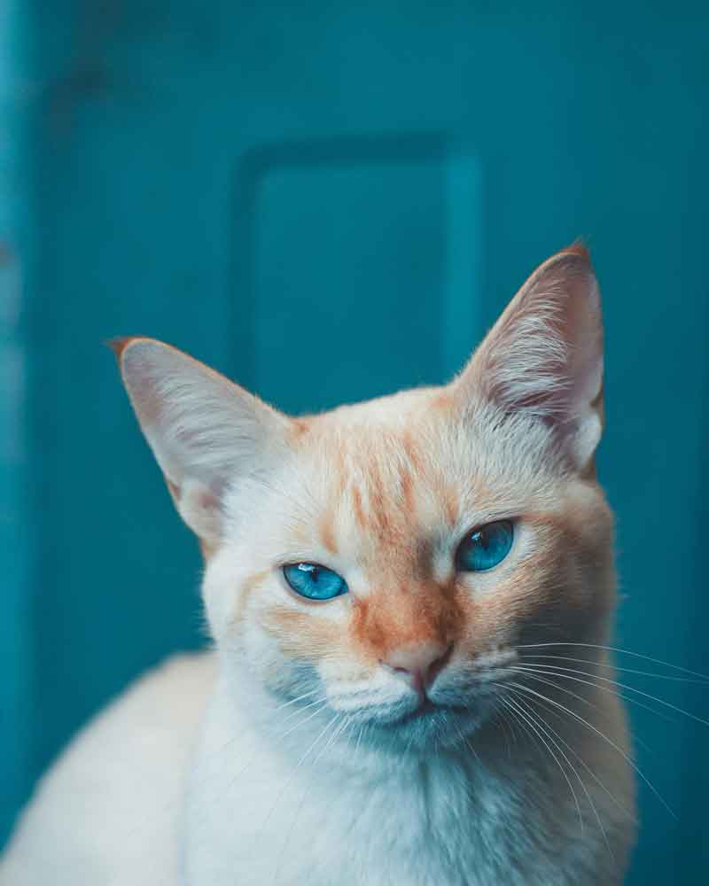 A white cat with teal eyes looks at the viewer from a matching teal background.