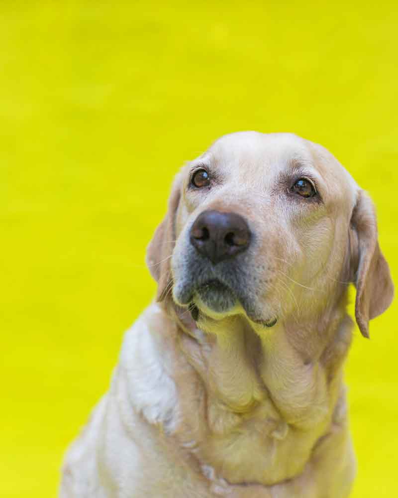 A yellow labrador retriever looks up at the viewer from a yellow-green background.