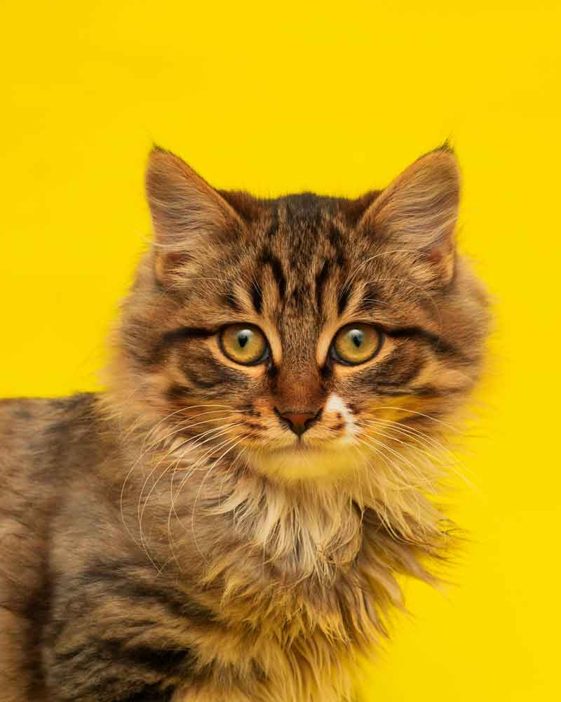 A long-haired brown tabby kitten looks at the viewer from a bright yellow background.