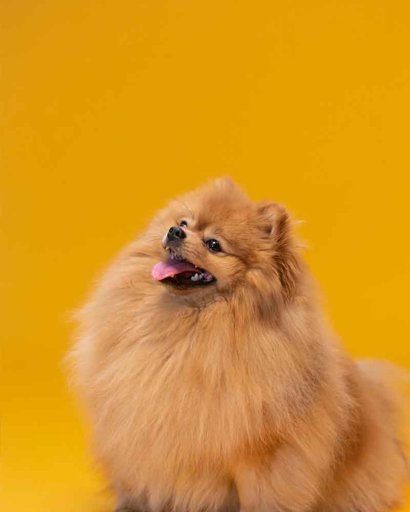 A gold colored pomeranian with his tongue out looks up and off to the left side from a gold colored background.