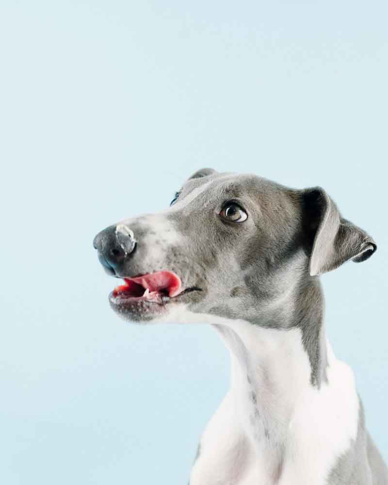 A brown. black and white chihuahua mix looks at the viewer from a bright pink background.